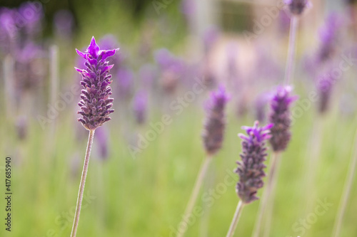 Violet lavender field close-up in spring.