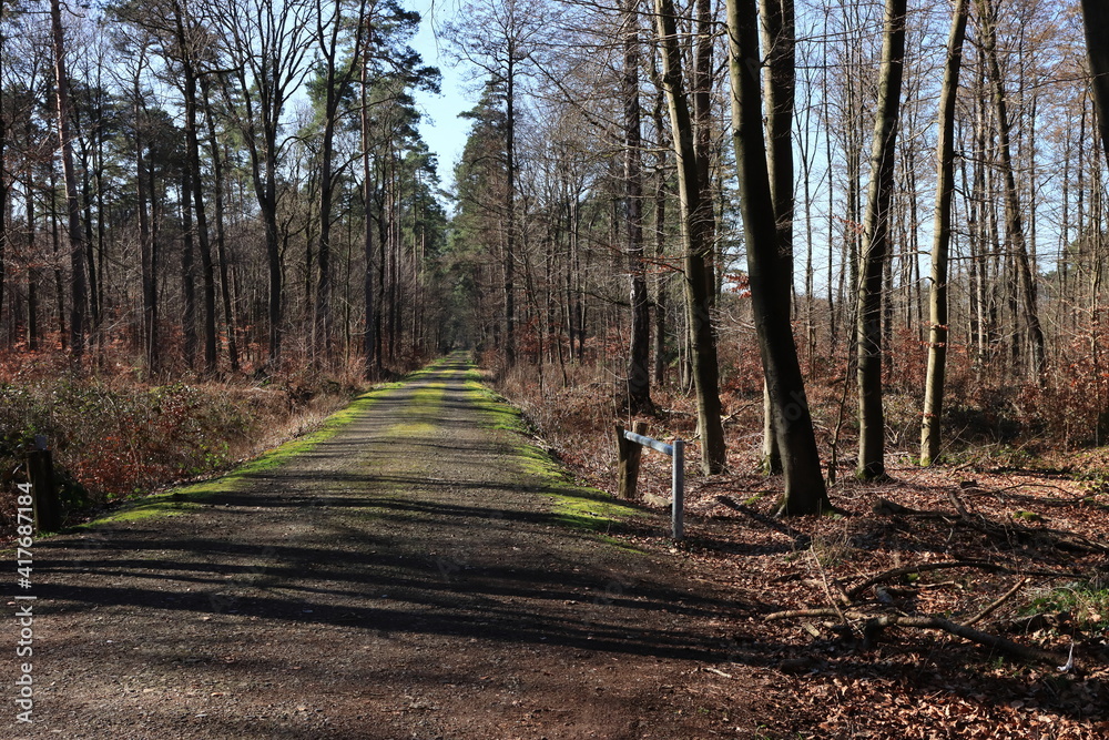 Waldwege Waldwege
