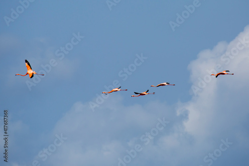 Flamingos in der Karibik - im Flug