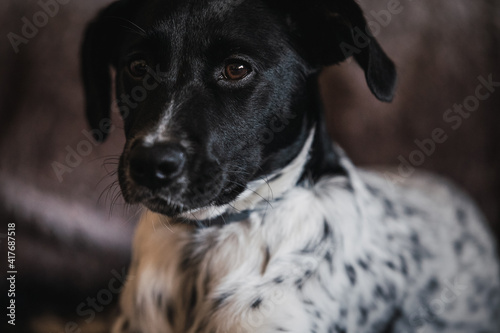Facial portrait of a sad female dog puppy