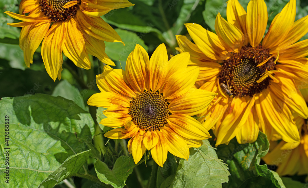 Obraz premium Blühende Sonnenblumen, Helianthus annuus, in Nahaufnahme