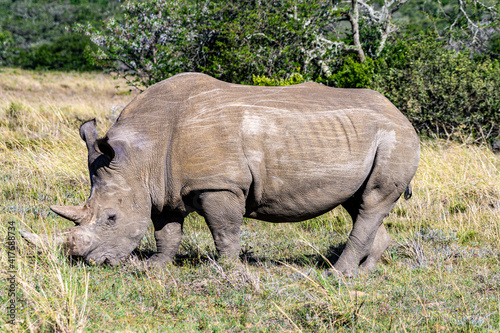 Ein Afrikanisches Nashorn beim fressen im Gras