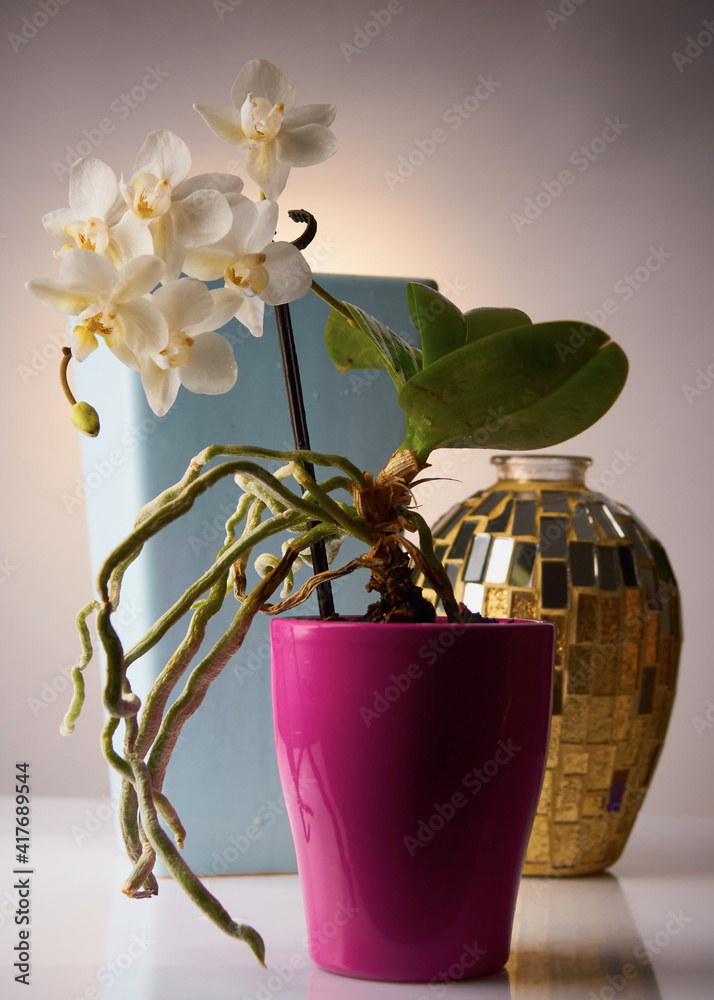 Weiße kleine Orchidee, Stillleben, schöne Vasen