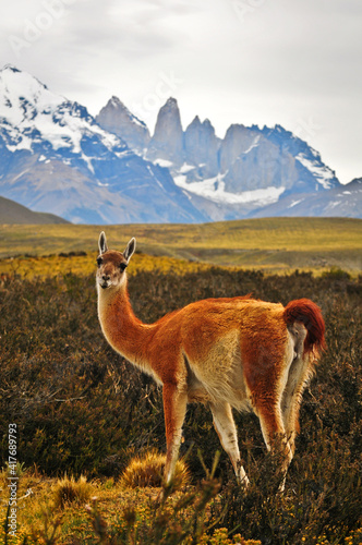 A guanaco (Lama guanicoe) poses with the Torres del Paine on the background, Torres del Paine National Park, Patagonia, Chile