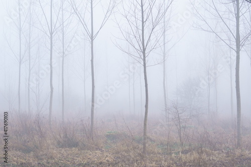 fog in the forest