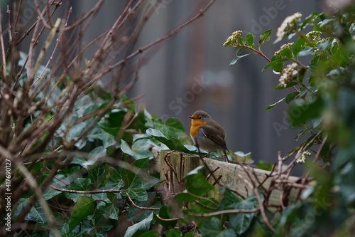 robin on branch