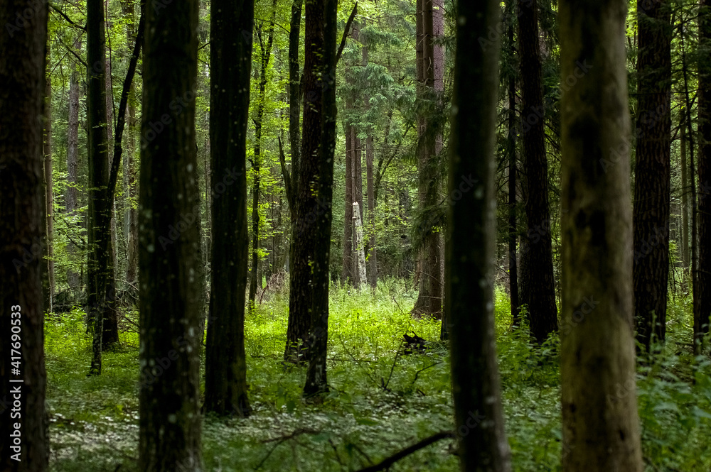 Naklejka premium Las leśny krajobraz.