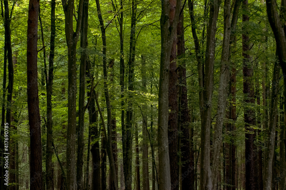 Krajobraz leśny pnie drzew - obrazy, fototapety, plakaty 