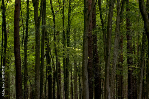 Fototapeta Naklejka Na Ścianę i Meble -  Krajobraz leśny pnie drzew