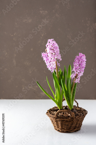 Beautiful pink hyacinths in a wicker basket in early spring, propagation of hyacinths at home