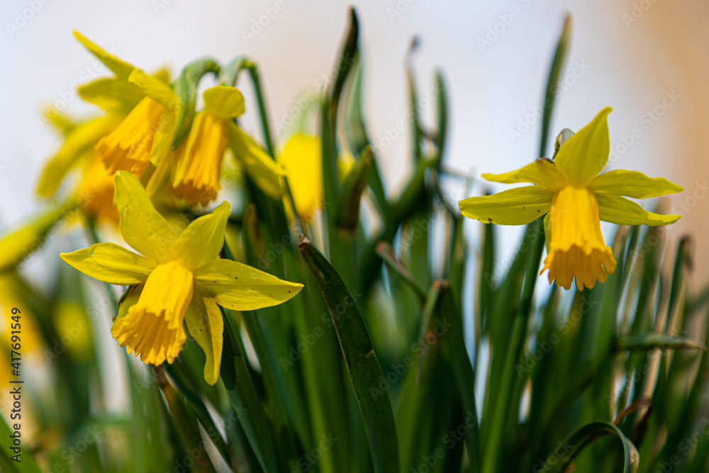 Obraz premium Beautiful yellow Daffodil flowers often seen during Easter and announcing that Spring is around the corner