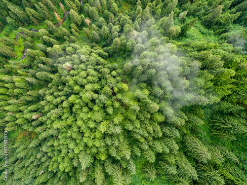 USA, Alaska, Juneau, Taku Harbor State Marine Park, Aerial view of coastal rainforest on steep mountainside along Inside Passage