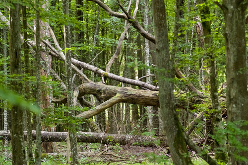Powalone drzewo w lesie