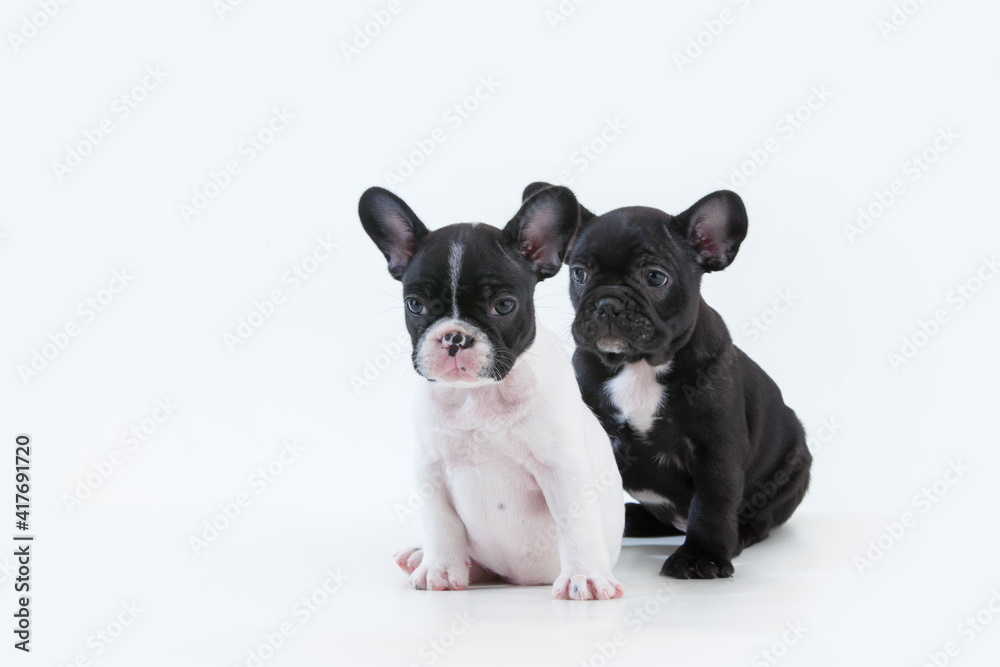 Closeup shot of cute french bulldog puppies