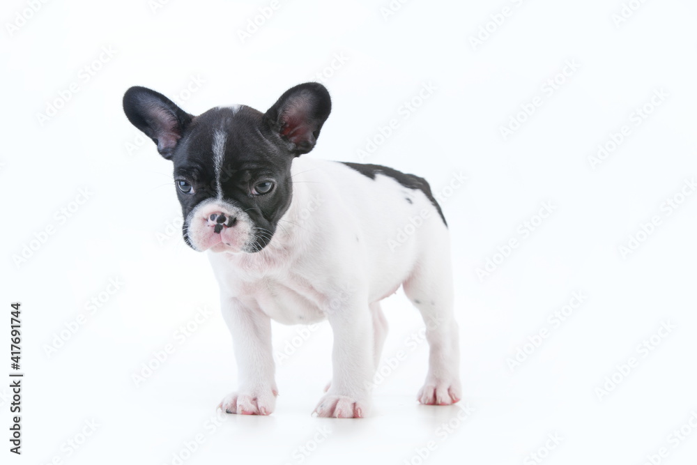 Closeup shot of cute french bulldog puppies Closeup shot of cute french bulldog puppies