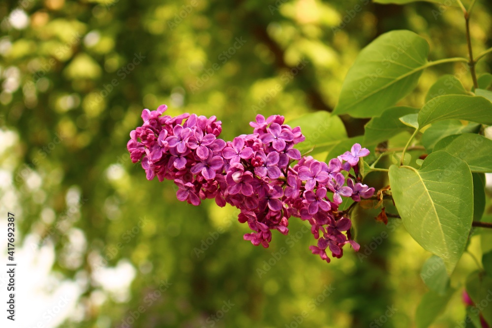 Beautiful large clusters of blooming lilacs on warm spring days Beautiful large clusters of blooming lilacs on warm spring days