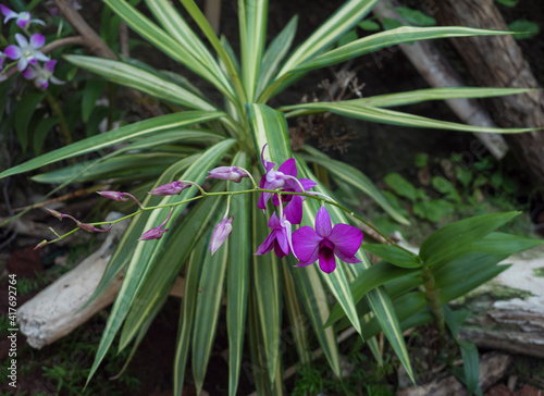Beautiful stem of vibrant purple colored orchid flowers isolated on green leaves background.