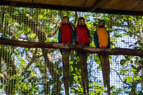 three parrots on a branch