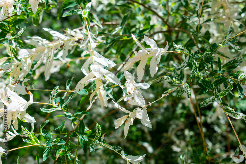 White willow shrub with white and green leaves in the spring or summer fresh green garden 
