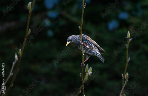 Starling bird perched on budding magnolia tree branch. Common or European starling 