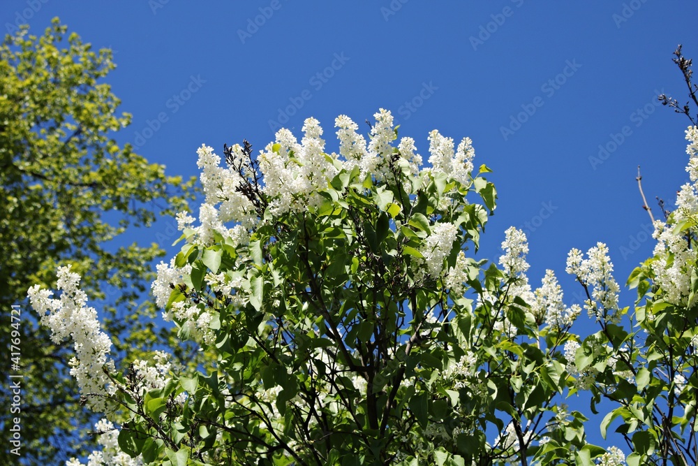 Beautiful white clusters on flowering lilac bushes on warm spring days Beautiful white clusters on flowering lilac bushes on warm spring days