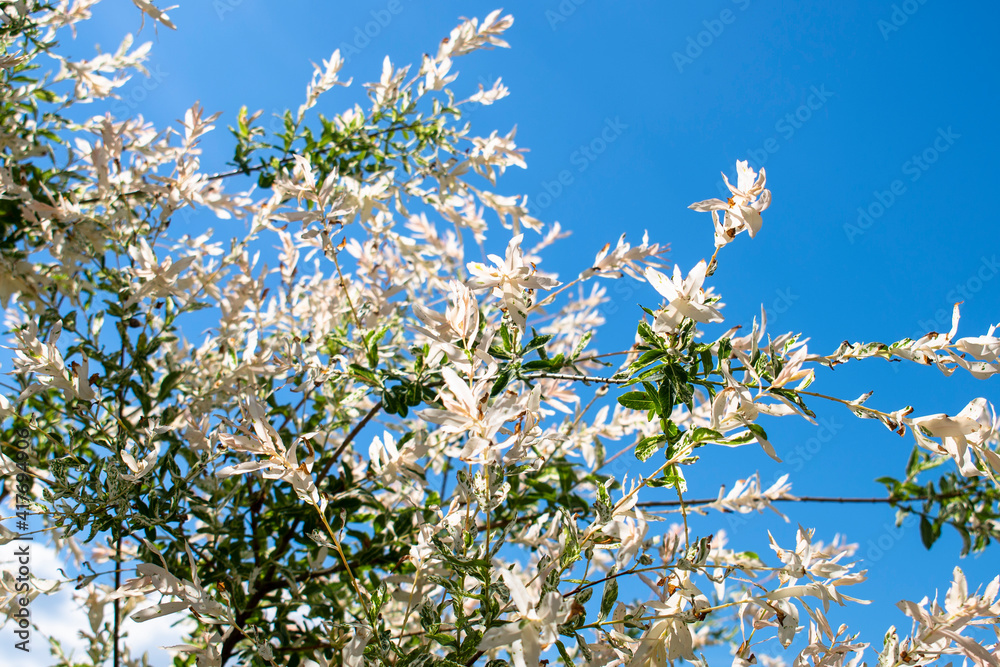 White willow shrub with white and green leaves in the spring or summer garden on the clear blue sky background 
