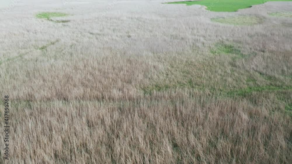 Aerial view of a thicket of reeds. Plantation of green and dry reeds, ready for harvest. Aerial view of a thicket of reeds. Plantation of green and dry reeds, ready for harvest.