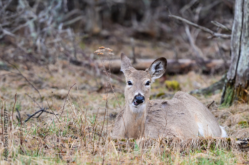 Fototapeta Naklejka Na Ścianę i Meble -  Young whitetail deer in Shenandoah National Park - Virginia, United States
