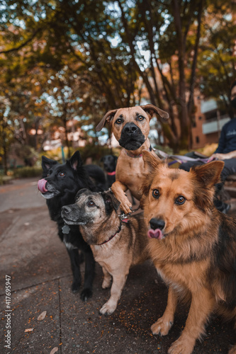 A pack of dogs in the park watching 