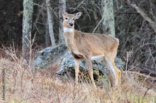 Young whitetail deer in Shenandoah National Park - Virginia, United States 