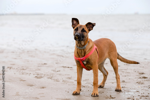 Portrait of a brown mixed dog female puppy standing in the beach