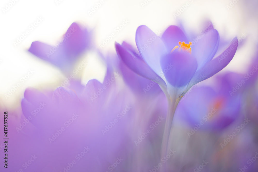 Crocuses from spring 2021