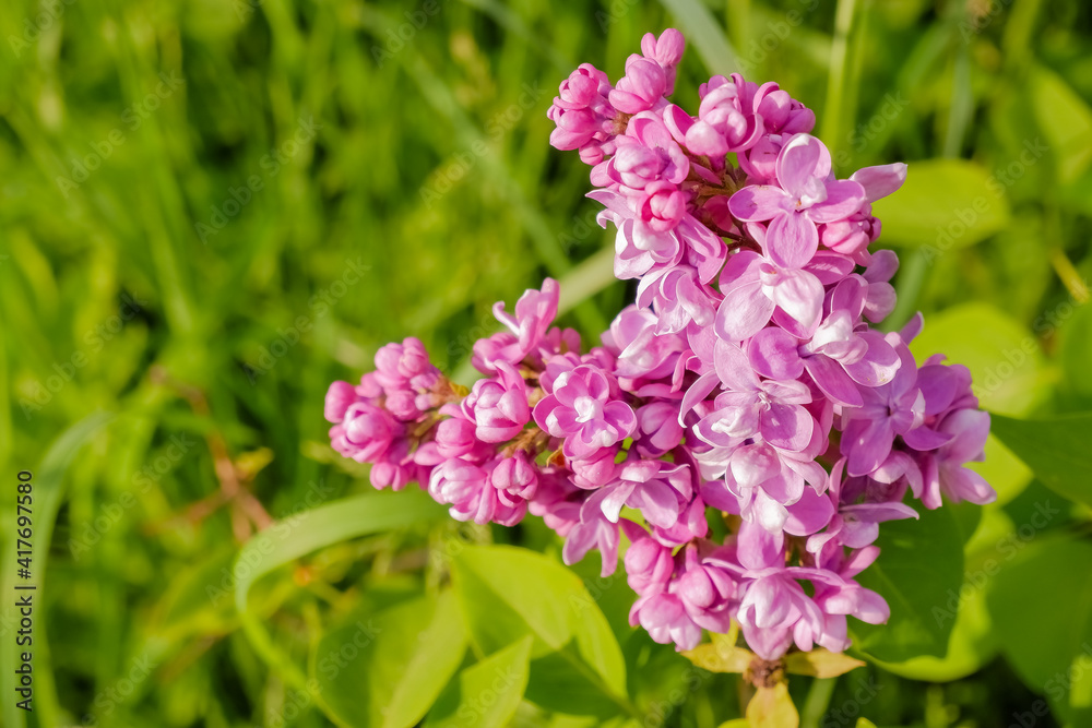 Purple Lilac with white edges. Sensation lilac. Beautiful bunch of purple flowers closeup.Blooming varietal selection two-tone lilac Syringa. The Sort Of Sensation Purple Lilac with white edges. Sensation lilac. Beautiful bunch of purple flowers closeup.Blooming varietal selection two-tone lilac Syringa. The Sort Of Sensation