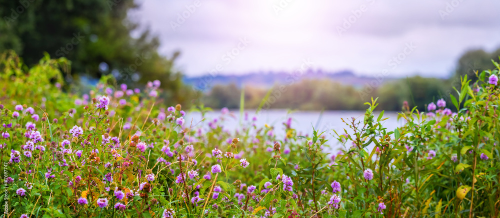 Wildflowers on the shore   river, summer view