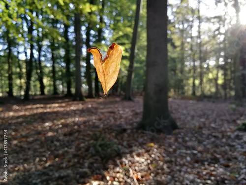 Jesienny liść w kształcie serca . 