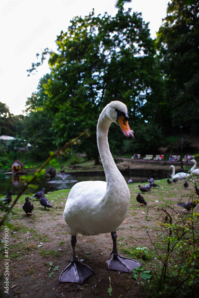 swan portrait at public city park duck on background swan portrait at public city park duck on background