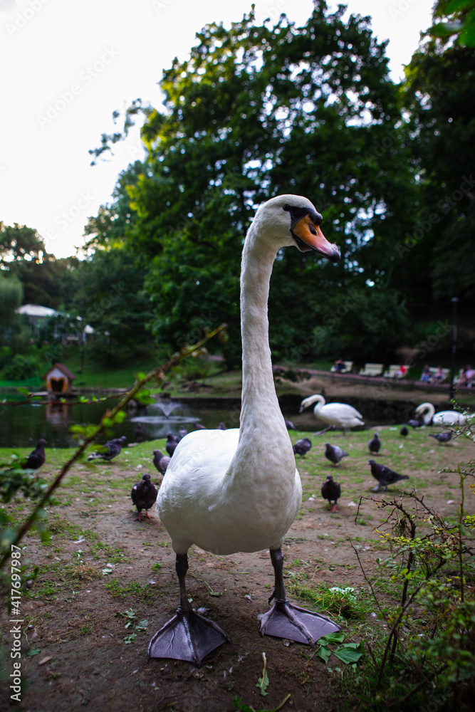 swan portrait at public city park duck on background