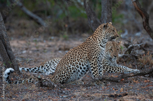 Leopard siblings seen together on a safari in South Africa © rudihulshof