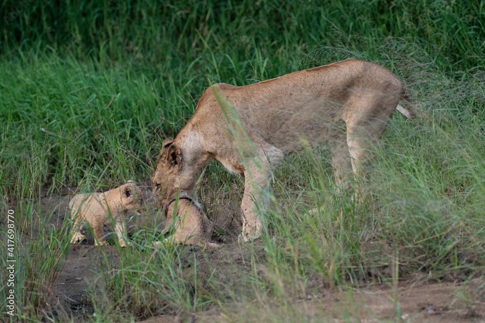 Naklejka premium A female lion seen picking up and carrying her cub on a safari in South Africa