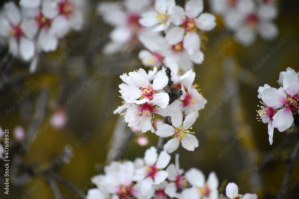 unas flores de un almendro en primavera