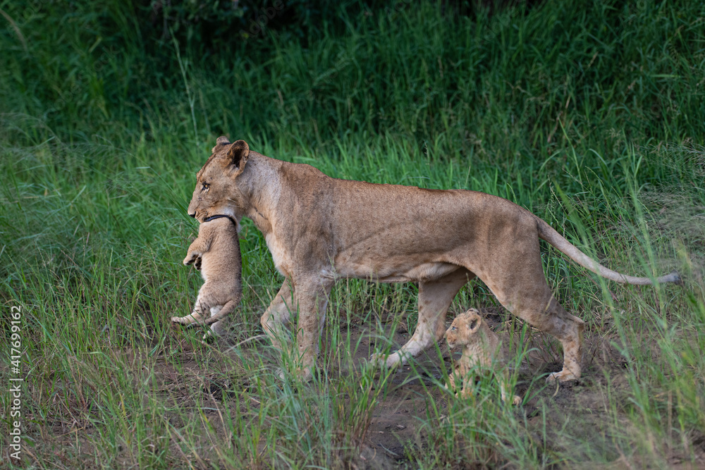 Obraz premium A female lion seen picking up and carrying her cub on a safari in South Africa