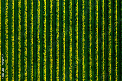Spectacular top view of row blackcurrant bushes.