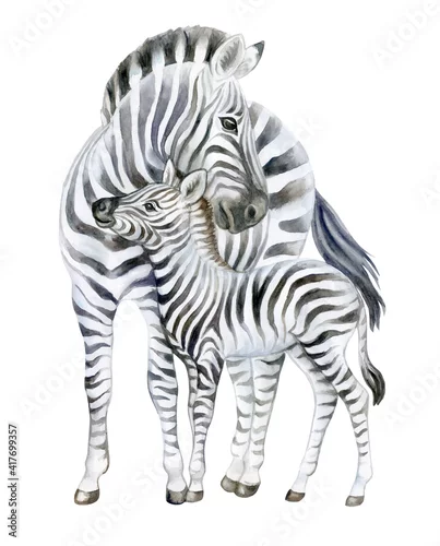Obraz Zebra. Mom and baby isolated on white background. Watercolor. Baby zebra. Illustration. Picture. Clip-Art. Close-up. Hand drawing