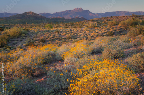 USA  Arizona. Brittlebush glowing in the light of the setting sun  Superstition Mountains.