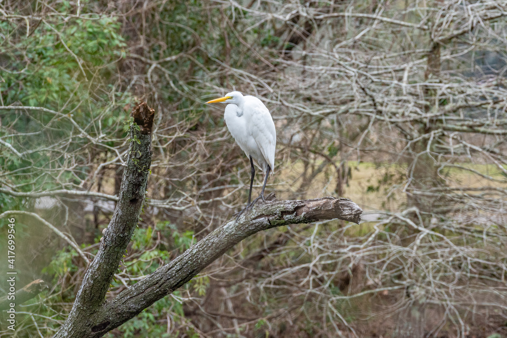 White egret bird perched in dead tree in swamp White egret bird perched in dead tree in swamp