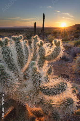 USA  Arizona. Teddy Bear Cholla cactus illuminated by the setting sun  Superstition Mountains.