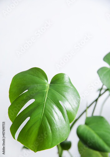 Leaves of monstera tropical  plant  on a gray background. Scandinavian style