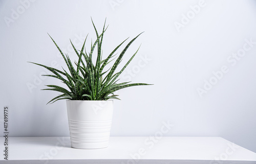Sansevieria plant in a white pot on a gray background. Scandinavian style