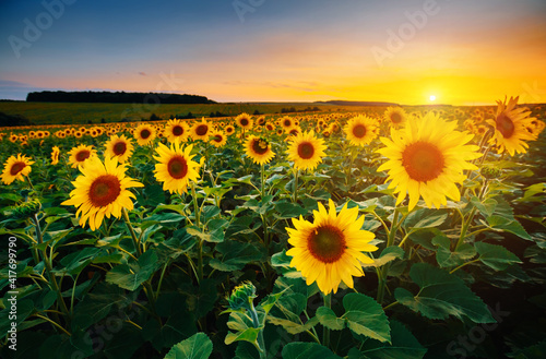 Picturesque scene of vivid yellow sunflowers in the evening. Location place Ukraine, Europe.