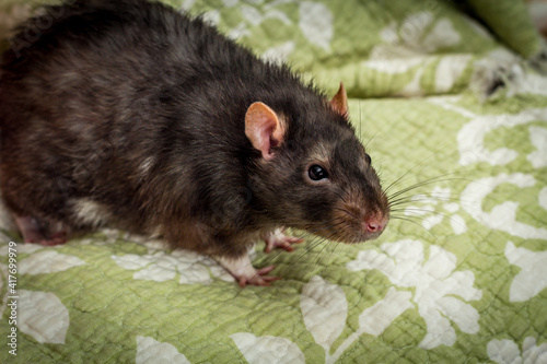 Fancy Berkshire Pet Rat